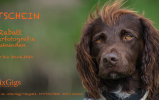 10% Rabatt auf Tierfotografie