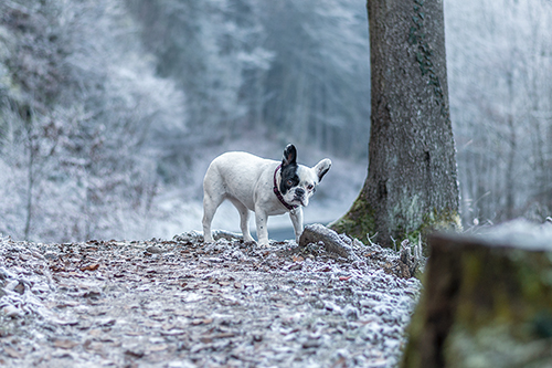 Hund im Wald im Winter